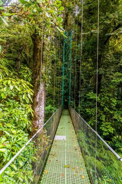 Kurak mevsimde Kosta Rika 'nın Monteverde kentindeki bulut yağmur ormanlarında asılı bir köprü manzarası.