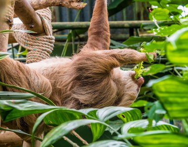 Kurak mevsimde, Kosta Rika, Monteverde 'de ağaçta hareket eden iki parmaklı tembel hayvanın görüntüsü.