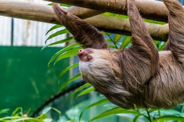 Kurak mevsimde Monteverde, Kosta Rika 'da yürüyen iki parmaklı tembel hayvanın görüntüsü.