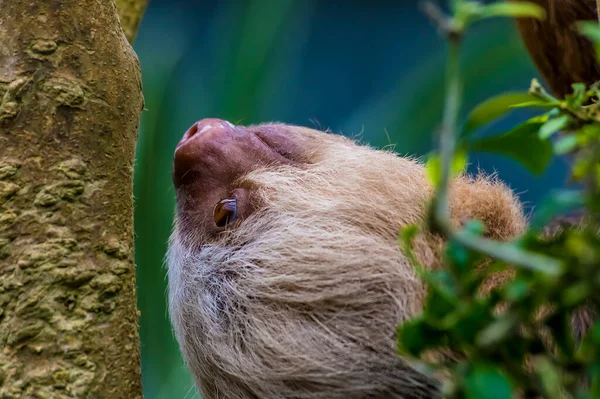 Close View Face Hoffmann Two Toed Sloth Climbing Tree Monteverde — Stock Photo, Image