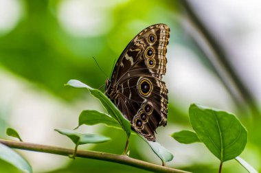 Monteverde, Kosta Rika 'da kurak mevsimde katlanmış kanatları olan mavi bir morpho kelebeğinin manzarası.