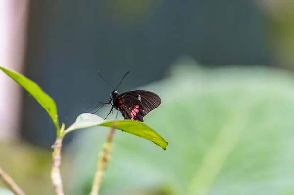 Ein Blick Auf Einen Mittelamerikanischen True Heart Schmetterling Monteverde Costa — Stockfoto