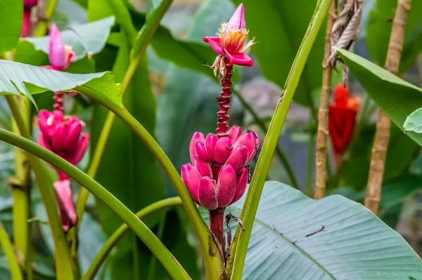 View Wild Bananas Monteverde Costa Rica Dry Season — Stock Photo, Image