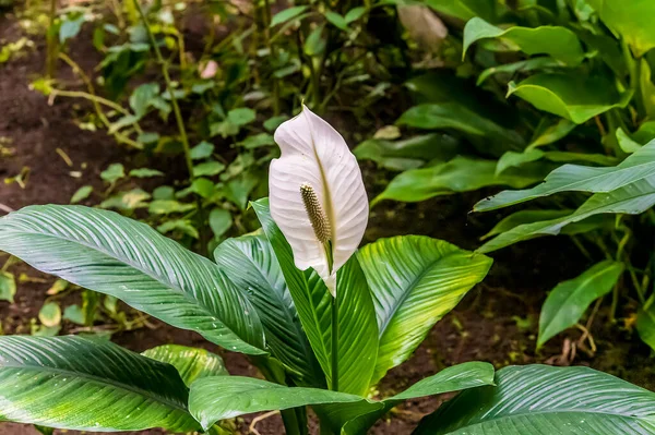 Uma Vista Uma Planta Paz Lilly Monteverde Costa Rica Estação — Fotografia de Stock