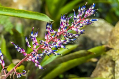 Kurak mevsimde Kosta Rika, Monteverde 'deki bir Aechmea fendleri bitkisinin manzarası