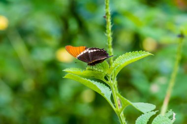 Kurak mevsimde Monteverde, Kosta Rika 'da bir yaprağın üzerine tünemiş paslı bir sayfa manzarası