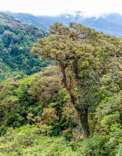 Вид Через Хмарний Ліс Монтеверде Коста Рика Сухий Сезон — стокове фото