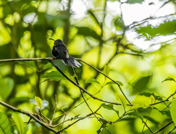 Вид Самицю Violet Sabrewing Hummingbird Гілку Туманному Лісі Монтеверде Коста — стокове фото