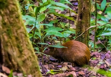 Kurak mevsimde Kosta Rika 'nın Monteverde kentindeki bulut ormanındaki bir agouti' nin yakından görüntüsü.