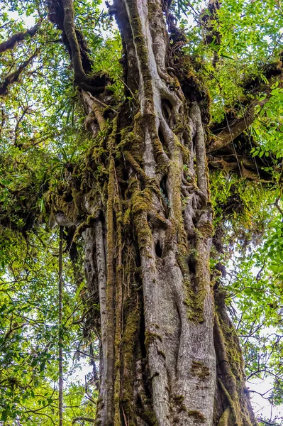 Una Vista Árbol Ficus Bosque Nuboso Monteverde Costa Rica Estación —  Fotos de Stock