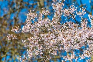 Mayıs ayının bereketi Alcester yakınlarındaki Arrow nehrinin yanındaki ağaçta çiçek açıyor.