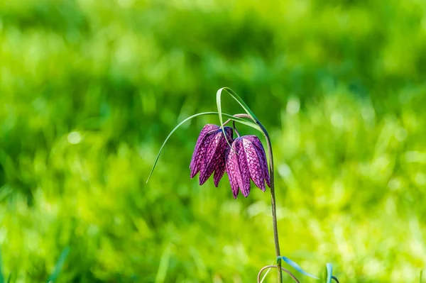 A view of a snakes head fritillary beside the River Arrow near Alcester in early summer