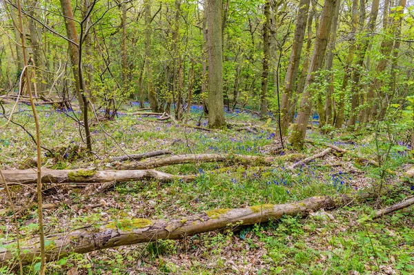Μια Άποψη Του Bluebells Μεταξύ Της Υπανάπτυξης Στο Badby Wood — Φωτογραφία Αρχείου