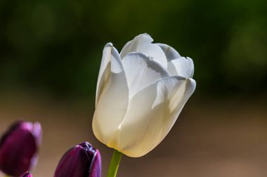 Yazın İngiltere 'nin Chipping Warden şehrinde beyaz lale manzarası