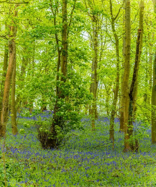 Ein Blick Auf Bluebells Einem Wald Der Nähe Von Chipping — Stockfoto