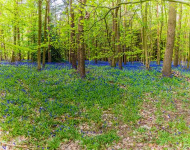 Badby Wood, Badby, Northamptonshire, İngiltere 'de yaz aylarında çiçek açan bir BlueBell halısı.