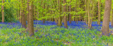 Badby Wood, Badby, Northamptonshire, İngiltere 'de yaz mevsiminde açan BlueBell halısının manzarası.