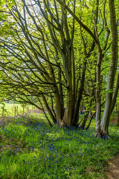 Ein Blick Auf Bluebells Die Sommer Einen Baum Badby Wood — Stockfoto