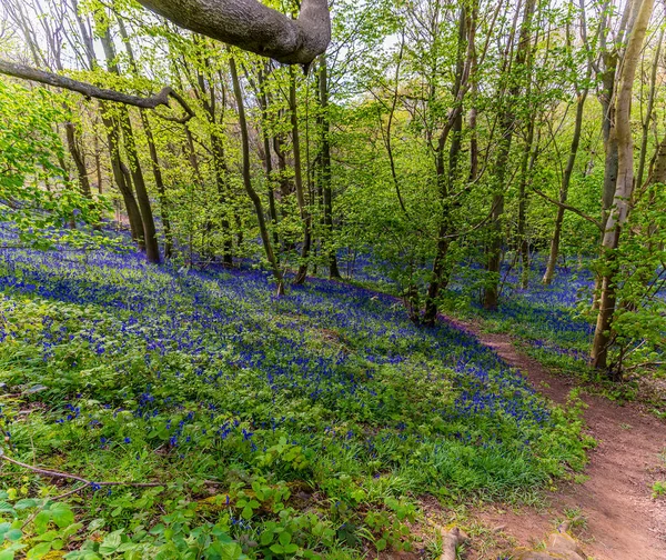 Ein Blick Auf Bluebells Neben Einem Pfad Badby Wood Badby — Stockfoto