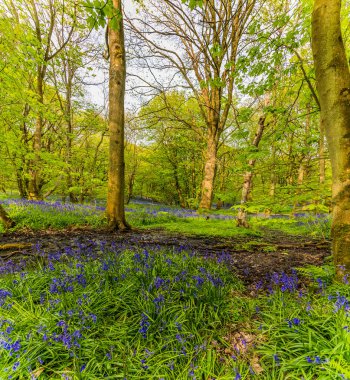 Badby Wood, Badby, Northamptonshire, İngiltere 'deki BlueBell halısını ikiye bölen bir dere manzarası