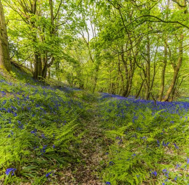 BlueBell 'in Badby Wood, Badby, Northamptonshire, İngiltere' deki bir hendeğin kenarlarını kaplayan görüntüsü