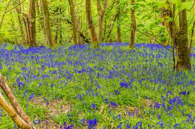 Badby Wood, Badby, Northamptonshire, İngiltere 'de yaz mevsiminde yetişen yoğun bir BlueBell halısı manzarası