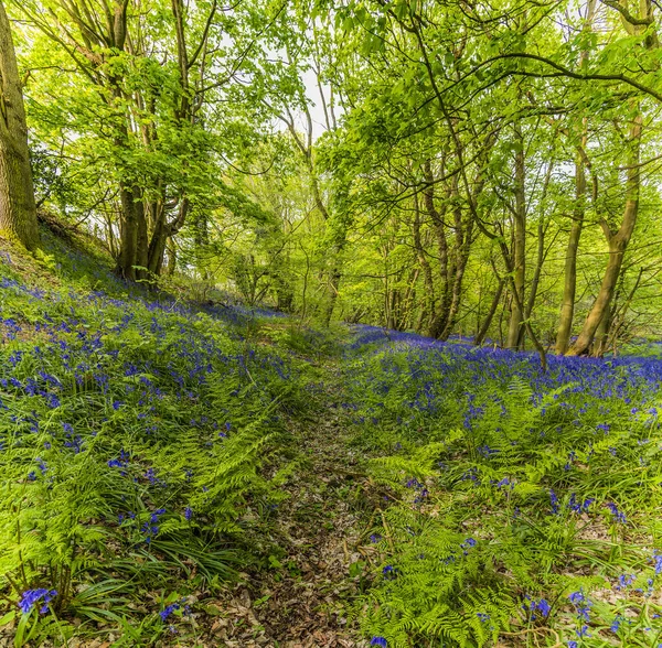 Ein Blick Auf Bluebells Den Seiten Eines Schützengrabens Badby Wood — Stockfoto