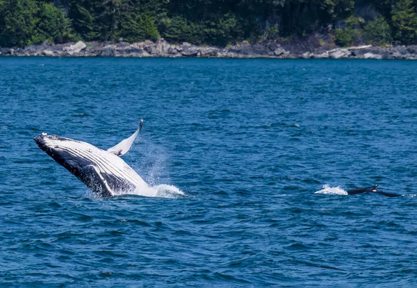 Close View Pair Young Humpback Whales Breaching Auke Bay Outskirts — Stock Photo, Image