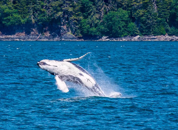 Close View Young Humpback Whale Breaching Flipping Backwards Outskirts Juneau — Stock Photo, Image