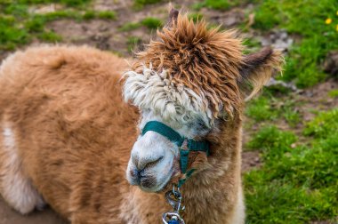 Yazın Melton Mowbray yakınlarındaki bir tarlada toz banyosu yapan kahverengi bir Alpaka 'nın yakın görüntüsü.