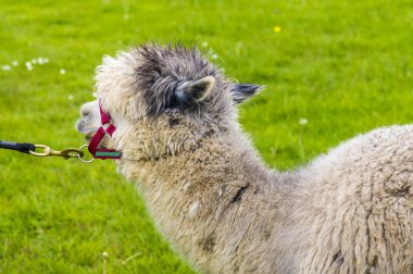 Yazın Melton Mowbray yakınlarındaki bir tarlada yürüyen açık kahverengi bir Alpaka manzarası