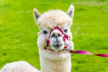 Yazın Melton Mowbray yakınlarındaki bir tarlada yürüyen açık kahverengi bir Alpaka 'nın yakın görüntüsü.