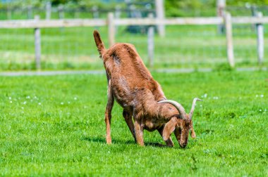 Yazın Melton Mowbray yakınlarındaki bir otlakta kahverengi bir keçi manzarası