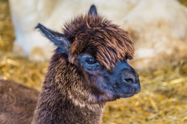Yazın Melton Mowbray yakınlarındaki bir ağılda koyu kahverengi bir Alpaka manzarası