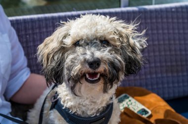 St. Ives, Cambridgeshire 'deki Büyük Ouse nehrinde bir köpek yavrusu manzarası.