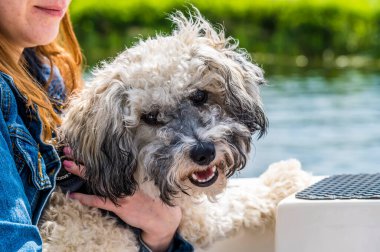 Yazın Cambridgeshire, St Ives 'deki Büyük Ouse Nehri' nde bir teknede olmak için heyecanlanan bir Poochon köpeği.