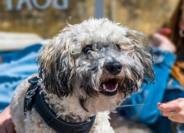 Yazın, Cambridgeshire, St. Ives 'deki Great Ouse nehrinde bir teknede bir Poochon yavrusunun yakın çekimi.