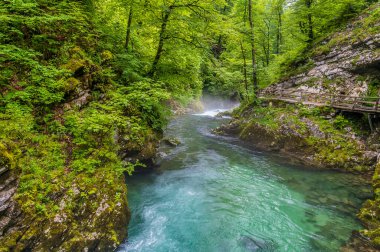 Slovenya 'nın Vintgar Vadisi' ndeki çalkantılı Radovna Nehri manzarası