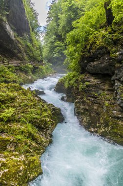 Slovenya 'nın Vintgar Vadisi' nde yaz mevsiminde akan dalgalı Radovna Nehri 'nin manzarası