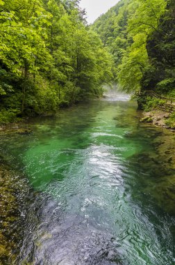 Yazın Slovenya 'nın Vintgar Vadisi' ndeki Radovna Nehri 'nin daha sakin bir bölümünün manzarası