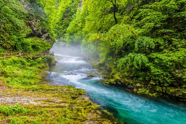 Slovenya 'nın Vintgar Vadisi' ndeki Radovna Nehri 'nin bir kesiminde yaz mevsiminde bir manzara