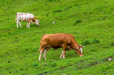 Slovenya 'nın Bled kenti yakınlarındaki Vintgar tepesinde otlayan ineklerin manzarası