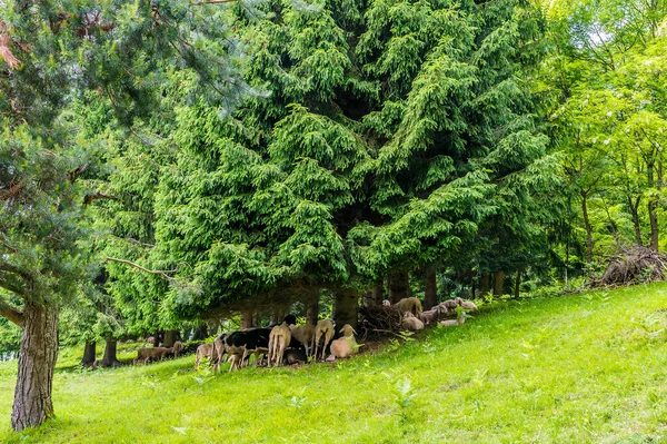 View Sheep Sheltering Hillside Village Zasip Bled Slovenia Summertime Stock Image