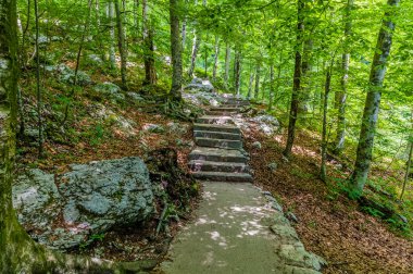 Slovenya 'nın Bohinj gölünün yukarısındaki Savica şelalesine giden yolun manzarası