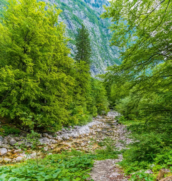 夏天斯洛文尼亚Bohinj湖中的溪流景观 — 图库照片