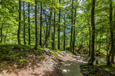 Slovenya 'nın Bohinj gölünün yukarısındaki Savica şelalesinden aşağıya doğru uzanan ağaçlık yolun manzarası