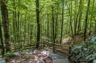 Slovenya 'nın Bohinj gölünün yukarısındaki Savica şelalesinden ormana doğru giden adımların görüntüsü