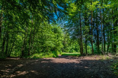 Slovenya 'nın başkenti Bled Gölü üzerinden Ojstrica' ya uzanan bir orman bölgesine bakan bir manzara