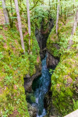 Slovenya 'daki Bohinj Gölü yakınlarındaki Mostnica vadisinde akan Mostnica nehrinin manzarası