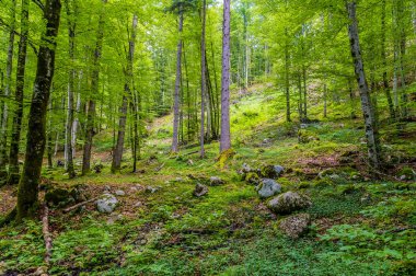 Slovenya 'da yaz mevsiminde Bohinj Gölü' ne yakın Mostnica geçidine dağılmış bir kaya manzarası